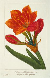 Amaryllis purpurea, 1836